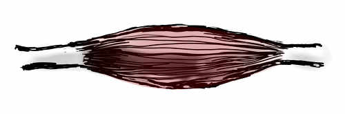 Animated illustration of a muscle repeatedly contracting
