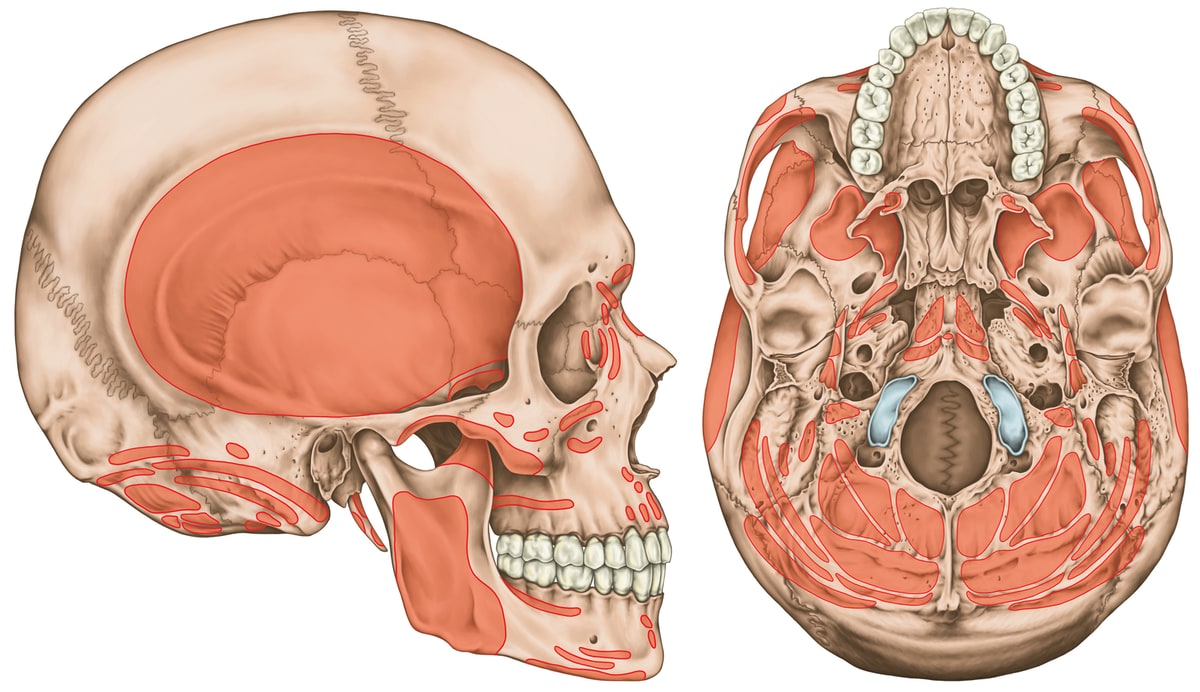 Complex anatomical illustration of muscle attachment areas on the skull, showing both a side view and underneath. The diagram marks the locations of muscle attachments with a transculent red overlap; most are small excerpt for one very large covering most of the side of the skull in the temporal fossa. The bottom of the skull is almost completely covered by about three dozen attachment points.