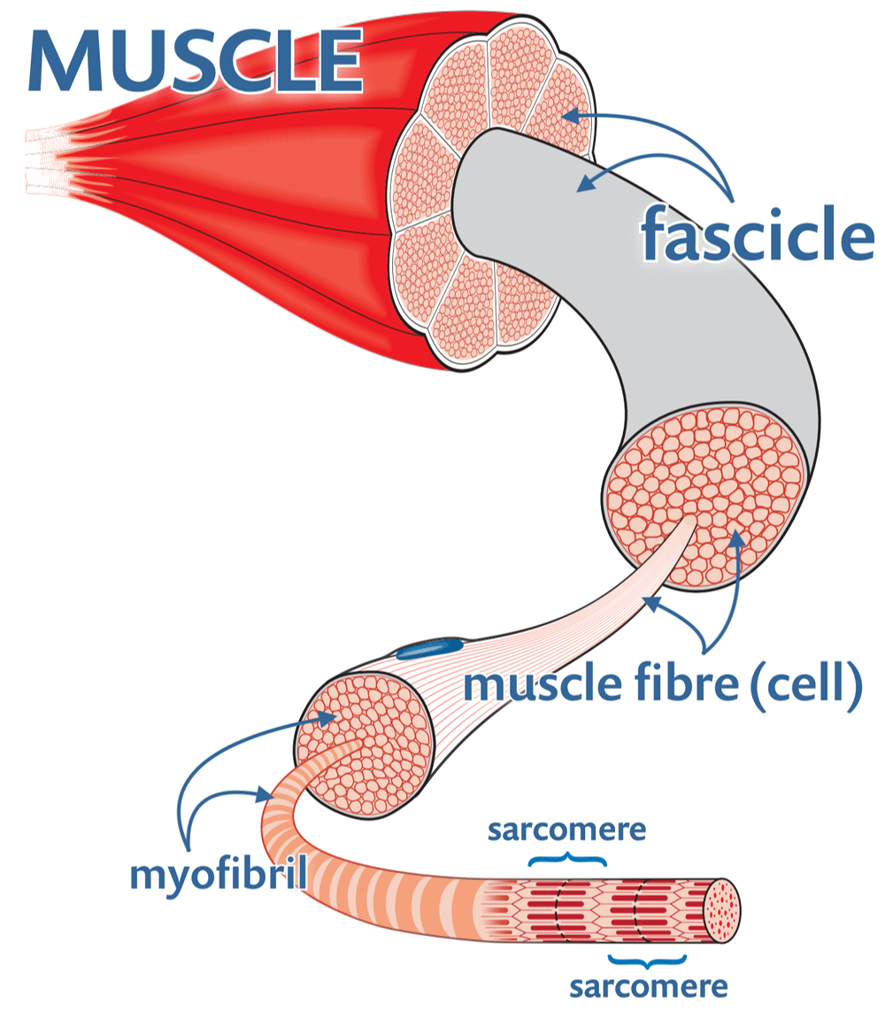 Diagram of the internal structure of a muscle showing subdivisions into fascicles, fibres, myofibrils, and sarcomeres.