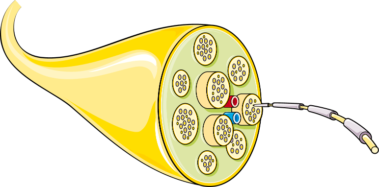 Schematic of nerve, showing bundles within bundles.