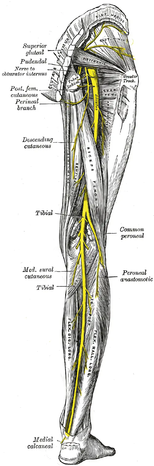 Gray’s anatomy plate 832: nerves of the right lower extremity posterior view.