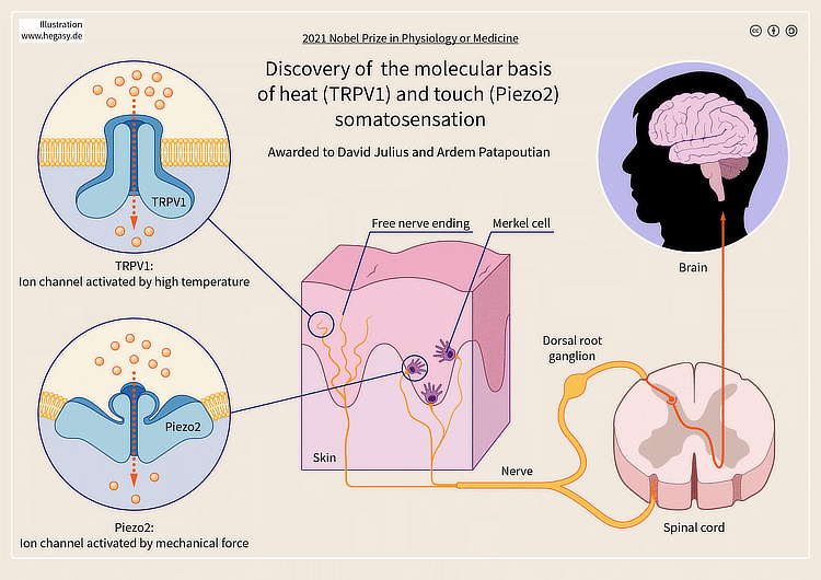 Illustration and diagramming of how the TRPV1 and Piezo2 proteins work. On the left, two close-ups of the proteins, showing them letting ions pass through them. In the center, we see examples of their placement in tissue, in free nerve endings and Merkel cells in the skin. And on the right, we see how the signals they initiate pass through the spinal cord and up to the brain.