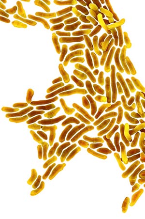 Microscopic view of P. acnes bacterium.