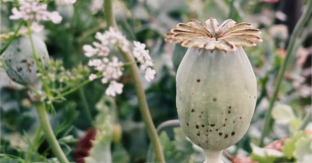 Banner format image of a large opium poppy seed head, plus other foliage and flowers in the background, slightly blurry.