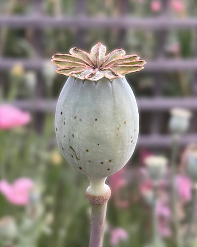 An opium poppy seed head with very blurry vegetation in the background.