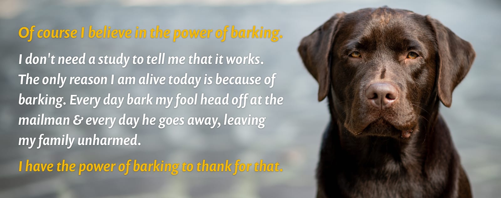 A picture of a handsome, serious-looking chocolate lab, with the caption: “Of course I believe in the power of barking. I don’t need a study to tell me that it works. The only reason I am alive today is because of barking. Every day I bark my fool head off at the mailman. Every day he goes away, leaving my family unharmed.