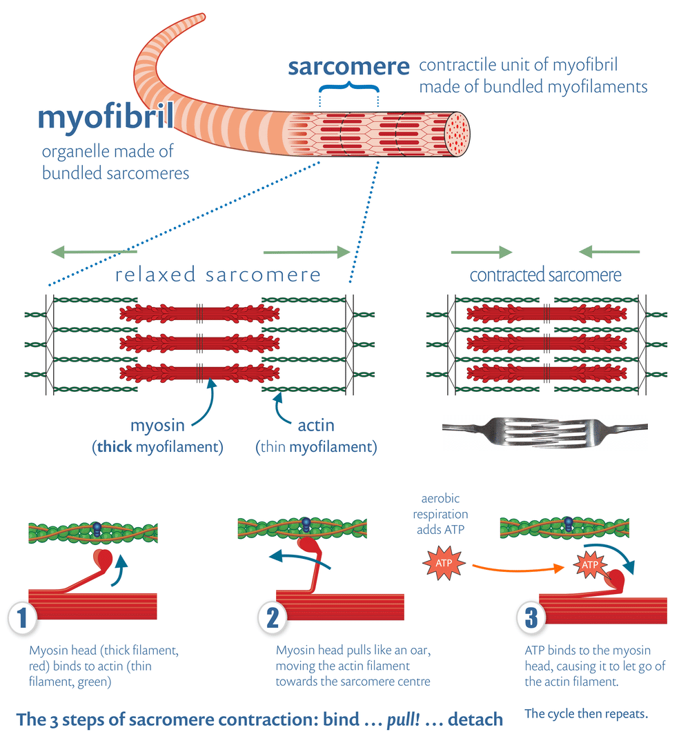 Very complex diagram of sarcomere function.