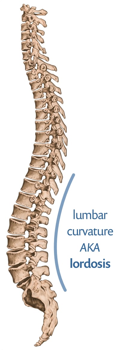 Anatomical illustration of a side view of the spine with the lumbar curvature highlight and labelled “lordosis.”