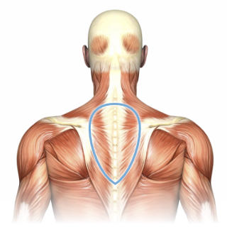 Anatomical illustration of the superficial muscles of the upper back, with a blue ocal shape surrounding the muscles from the base of the neck to the middle of the spine. The region is tapered at the bottom, and wider at top to spread out across the back of the shoulders a bit.