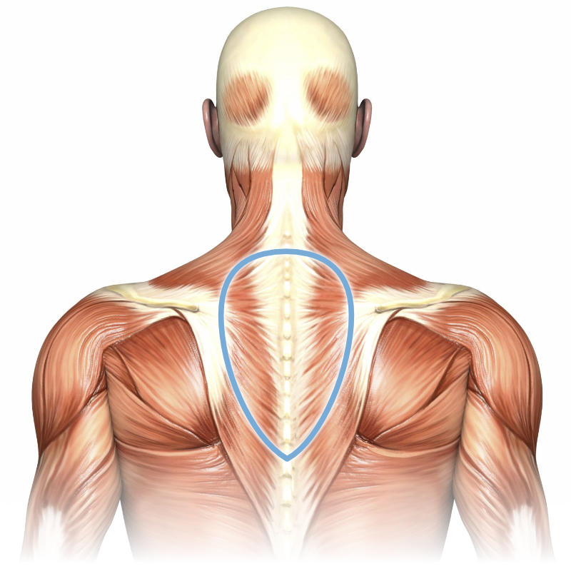 Massage Upper Back (Erector Spinae)