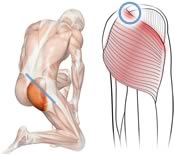 Diagram showing the location of Perfect Spot No. 12 in the superomedial edge of the gluteus maximus muscle of the buttocks.