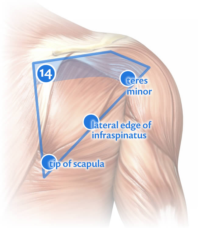 Massage for Shoulder Pain  Book a Shoulder Massage Near You