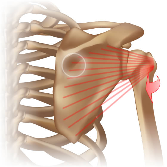 Trapezius Muscle Pain: End Burning Shoulder Pain with Self-Massage