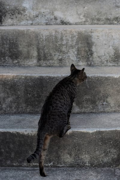 Photo of a grey tabby cat climbing concrete stairs.