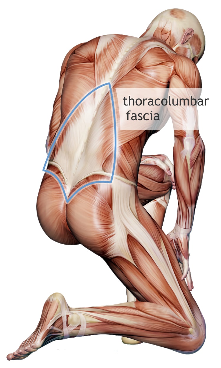 Fascial Manipulation Stecco Method - Brasil