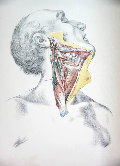 A 19th century etching/lithograph of a human throat dissection during an autopsy.